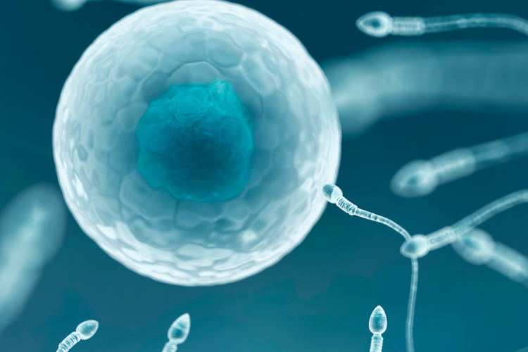 espermatozoides fecundam o óvulo na reprodução humana